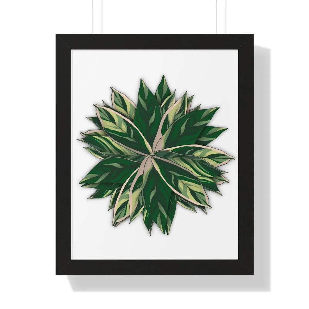 Stromanthe Triostar Framed Print, Poster, Laura Christine Photography & Design, Framed, Home & Living, Indoor, Paper, Posters, Laura Christine Photography & Design, laurachristinedesign.com