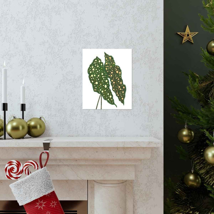 Begonia Maculata Print - Botanical Wall Art on Museum Grade Paper | Matte Finish Unframed - The Potted Pixel