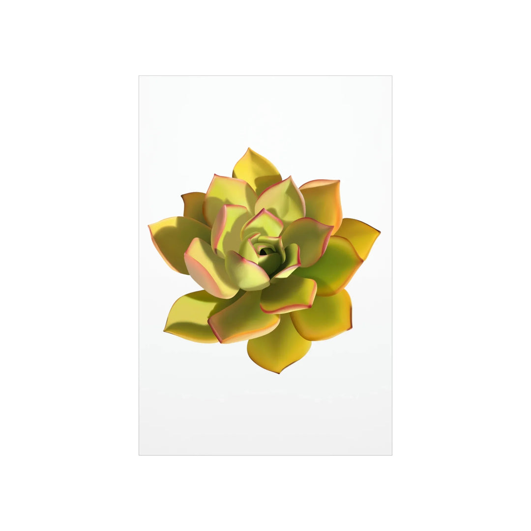Noble Aeonium Print Vibrant Succulent Wall Art on Museum Grade Paper Poster Unframed