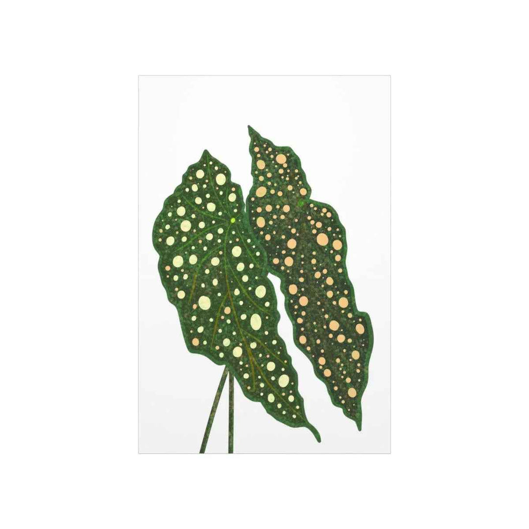 Begonia Maculata Print - Botanical Wall Art on Museum Grade Paper | Matte Finish Unframed - The Potted Pixel