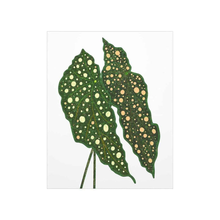 Begonia Maculata Print - Botanical Wall Art on Museum Grade Paper | Matte Finish Unframed - The Potted Pixel