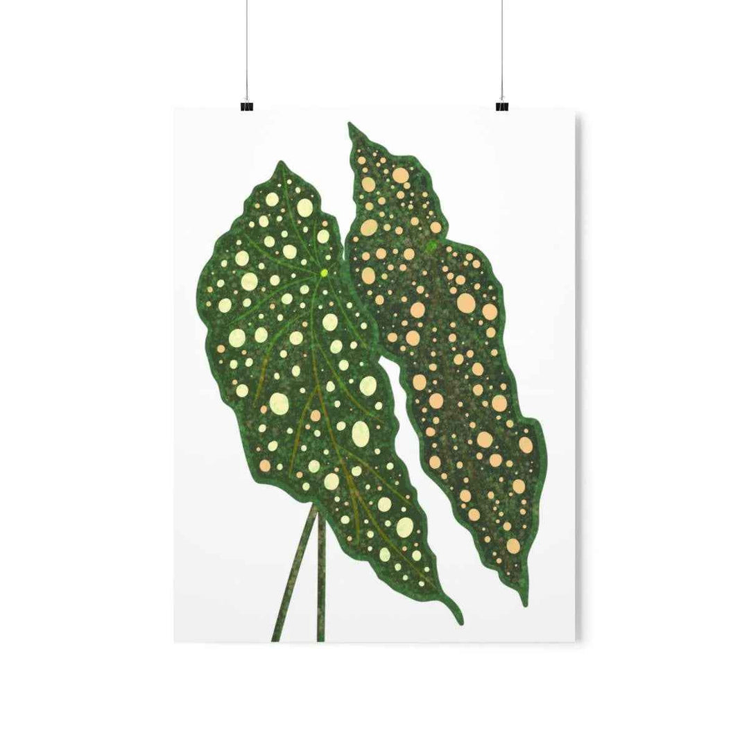 Begonia Maculata Print - Botanical Wall Art on Museum Grade Paper | Matte Finish Unframed - The Potted Pixel