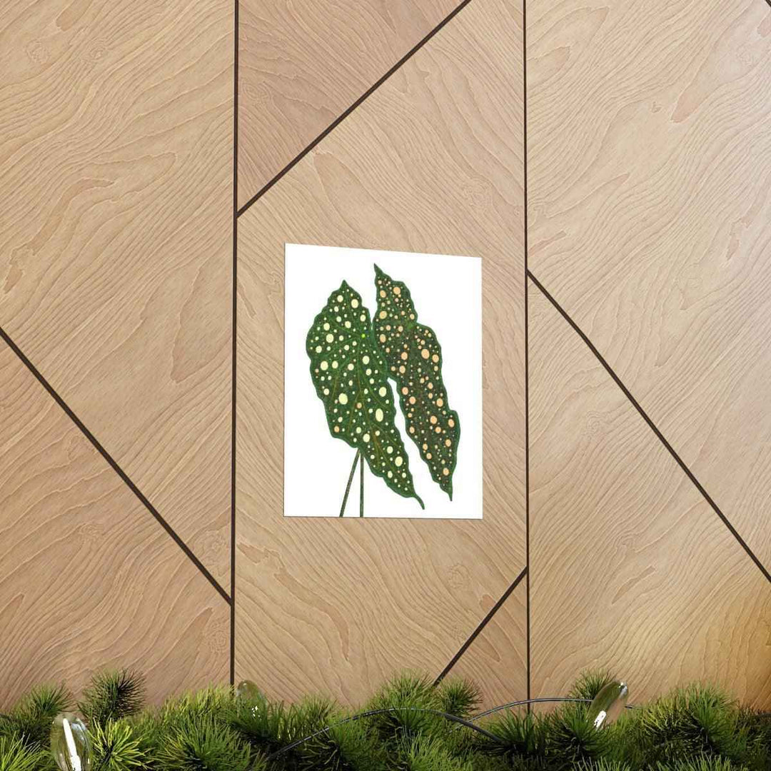 Begonia Maculata Print - Botanical Wall Art on Museum Grade Paper | Matte Finish Unframed - The Potted Pixel