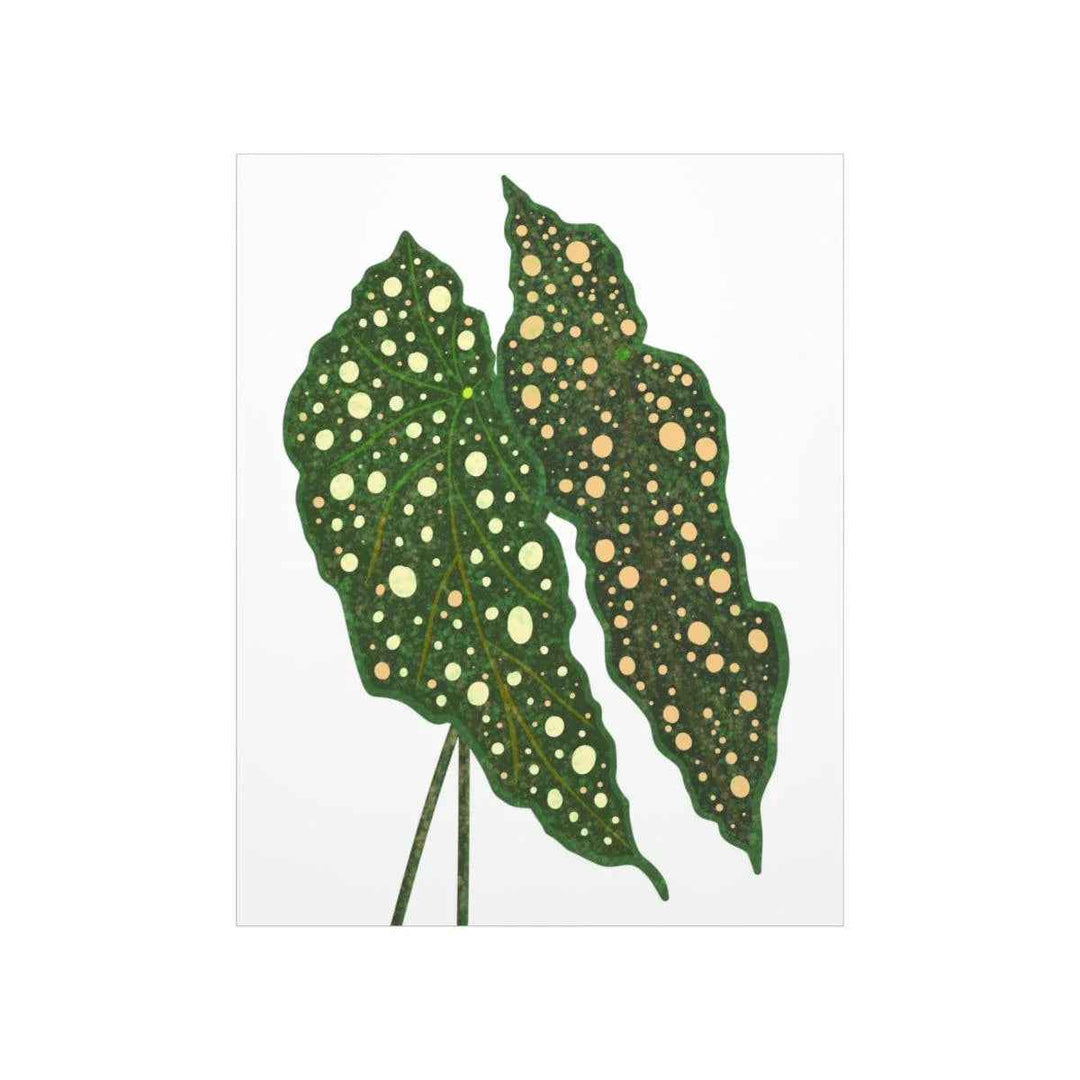 Begonia Maculata Print - Botanical Wall Art on Museum Grade Paper | Matte Finish Unframed - The Potted Pixel