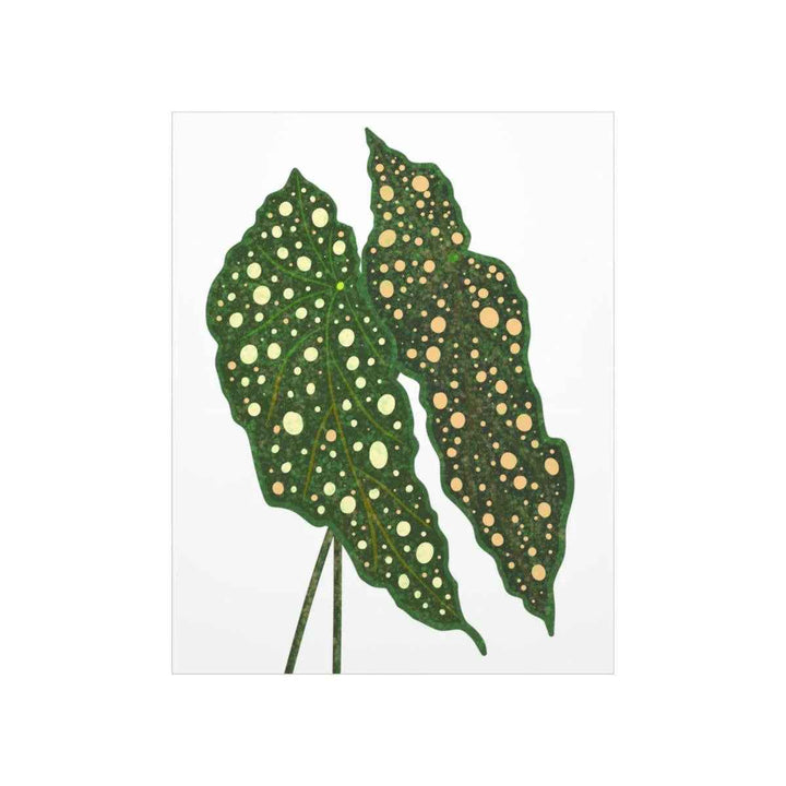 Begonia Maculata Print - Botanical Wall Art on Museum Grade Paper | Matte Finish Unframed - The Potted Pixel