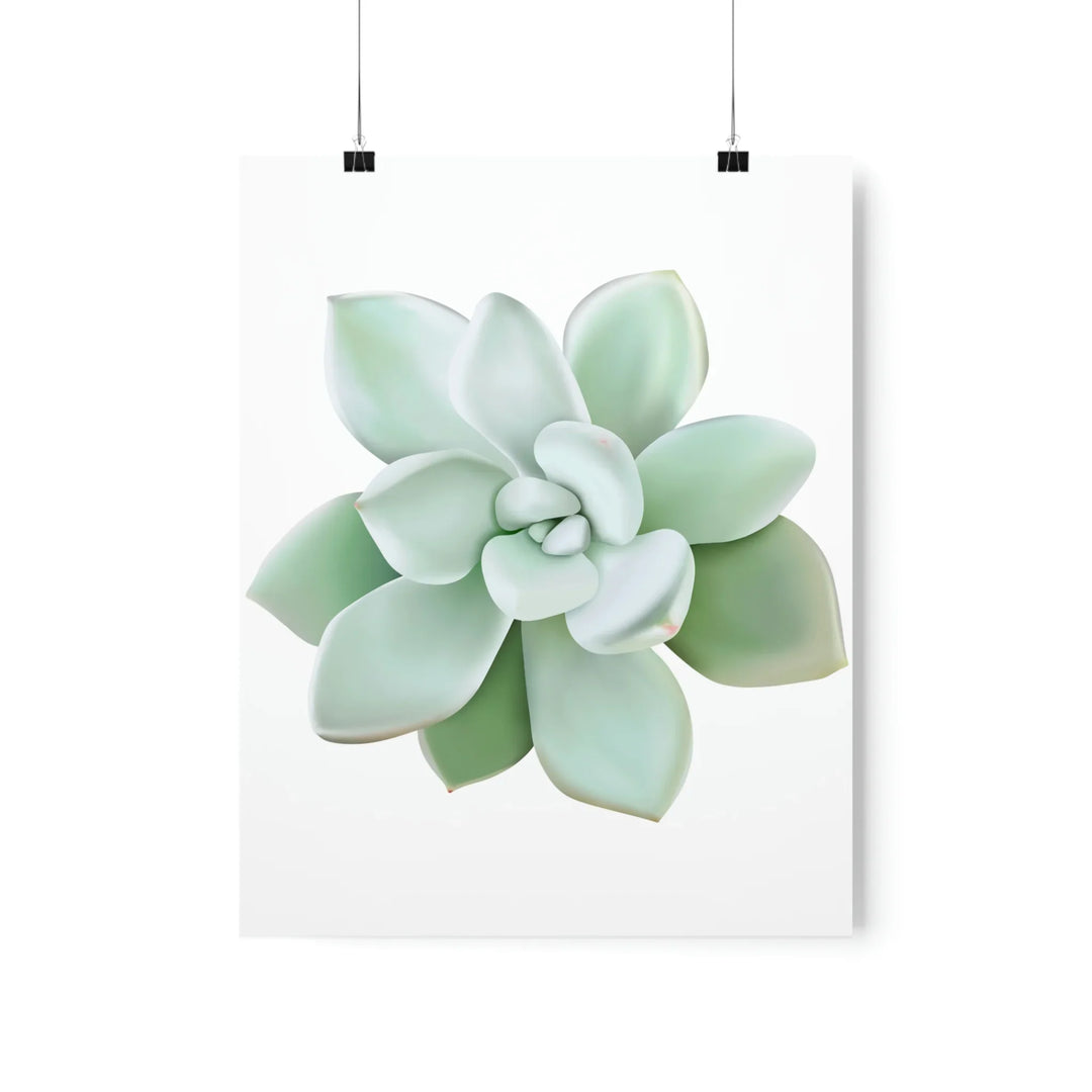 Succulent Wall Art Pachyveria Haagei Botanical Poster on Museum Grade Paper for Calm Home Decor