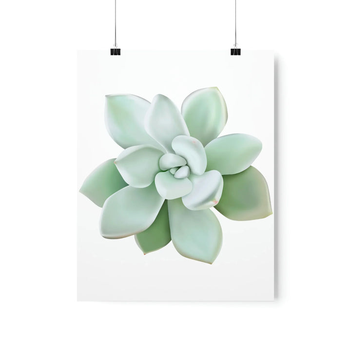 Succulent Wall Art Pachyveria Haagei Botanical Poster on Museum Grade Paper for Calm Home Decor