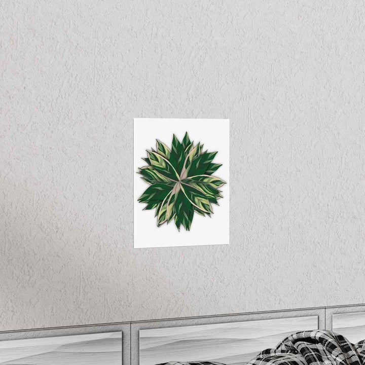 Stromanthe Triostar Print – Tropical Wall Art | Botanical Poster on Museum Grade Paper Unframed - The Potted Pixel