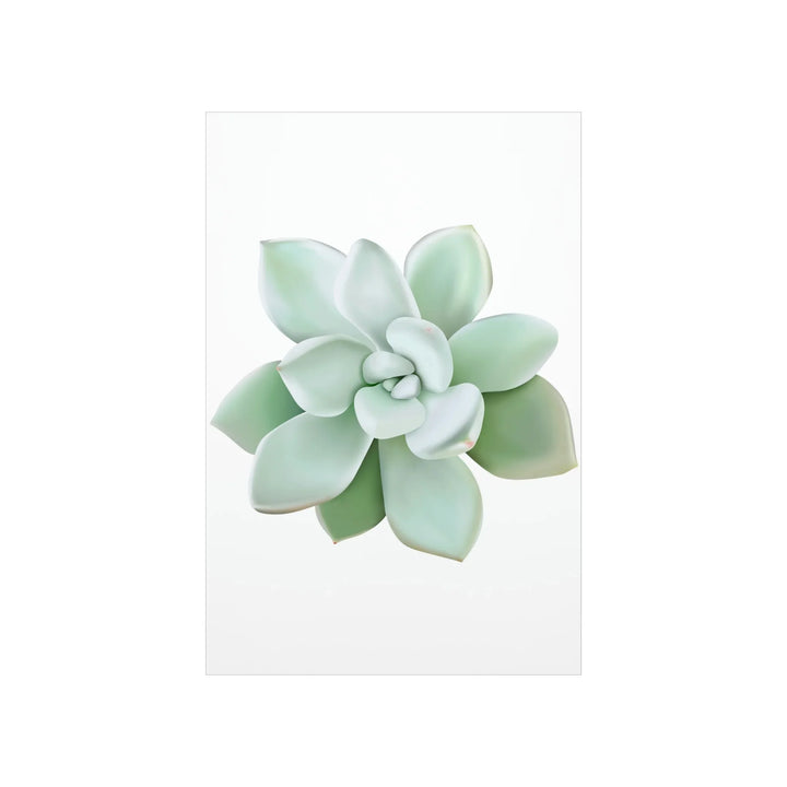 Succulent Wall Art Pachyveria Haagei Botanical Poster on Museum Grade Paper for Calm Home Decor