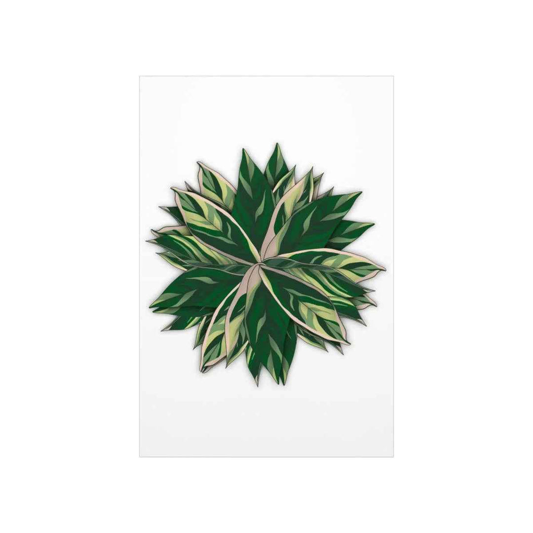 Stromanthe Triostar Print – Tropical Wall Art | Botanical Poster on Museum Grade Paper Unframed - The Potted Pixel