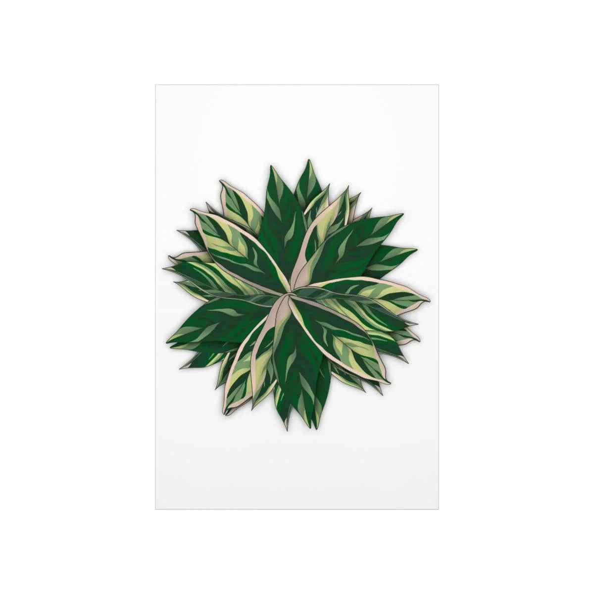 Stromanthe Triostar Print – Tropical Wall Art | Botanical Poster on Museum Grade Paper Unframed - The Potted Pixel