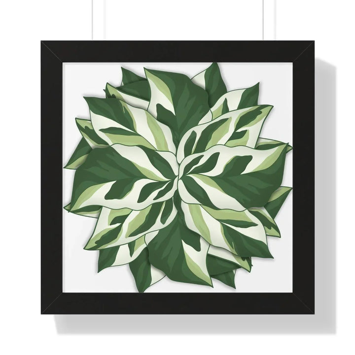 Calathea White Fusion Framed Print, Poster, Laura Christine Photography & Design, Bottle, Calathea, Canvas Bag, Coffee, Drinkware, Framed, Home & Living, Indoor, Paper, Posters, Prayer Plant, Reusable, Shopping Bag, Tea, Tote Bag, Travel, Tumbler, Water, White Fusion, Laura Christine Photography & Design, laurachristinedesign.com
