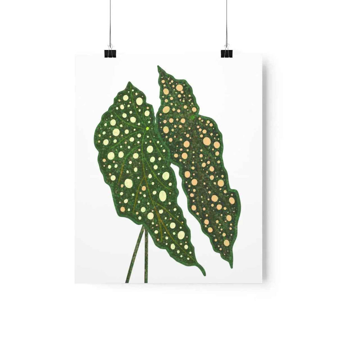 Begonia Maculata Print - Botanical Wall Art on Museum Grade Paper | Matte Finish Unframed - The Potted Pixel