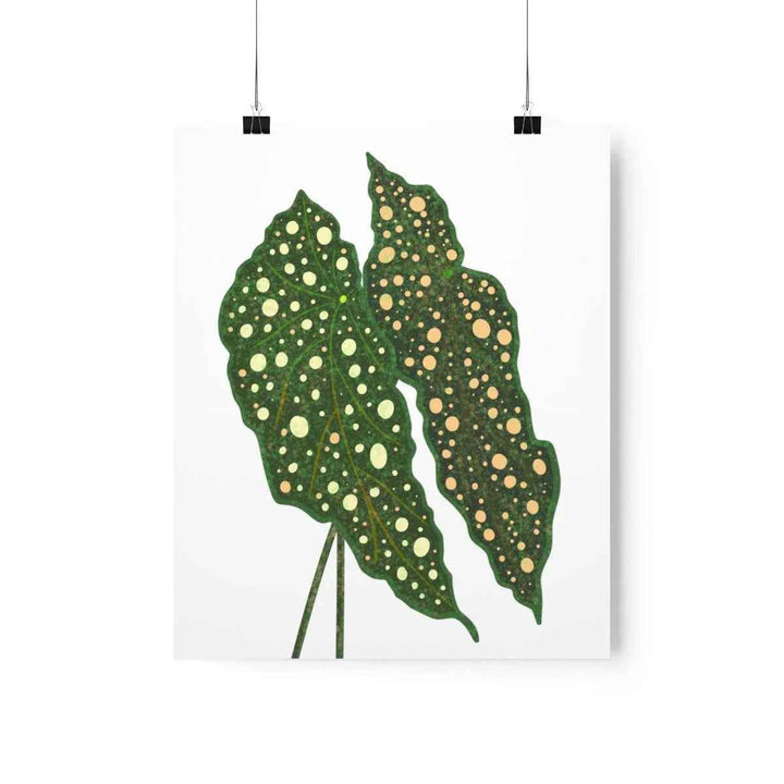 Begonia Maculata Print - Botanical Wall Art on Museum Grade Paper | Matte Finish Unframed - The Potted Pixel