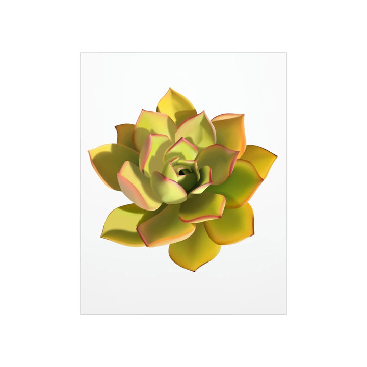 Noble Aeonium Print Vibrant Succulent Wall Art on Museum Grade Paper Poster Unframed