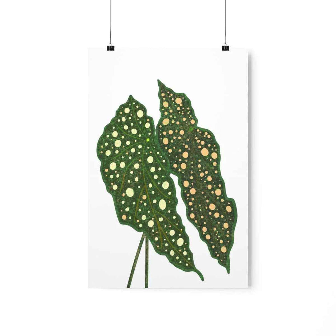 Begonia Maculata Print - Botanical Wall Art on Museum Grade Paper | Matte Finish Unframed - The Potted Pixel