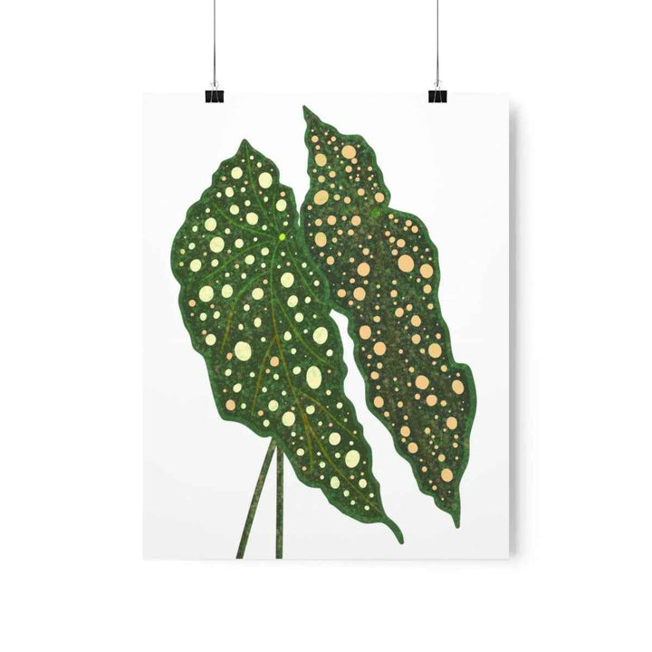 Begonia Maculata Print - Botanical Wall Art on Museum Grade Paper | Matte Finish Unframed - The Potted Pixel