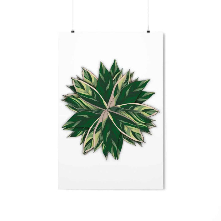 Stromanthe Triostar Print – Tropical Wall Art | Botanical Poster on Museum Grade Paper Unframed - The Potted Pixel