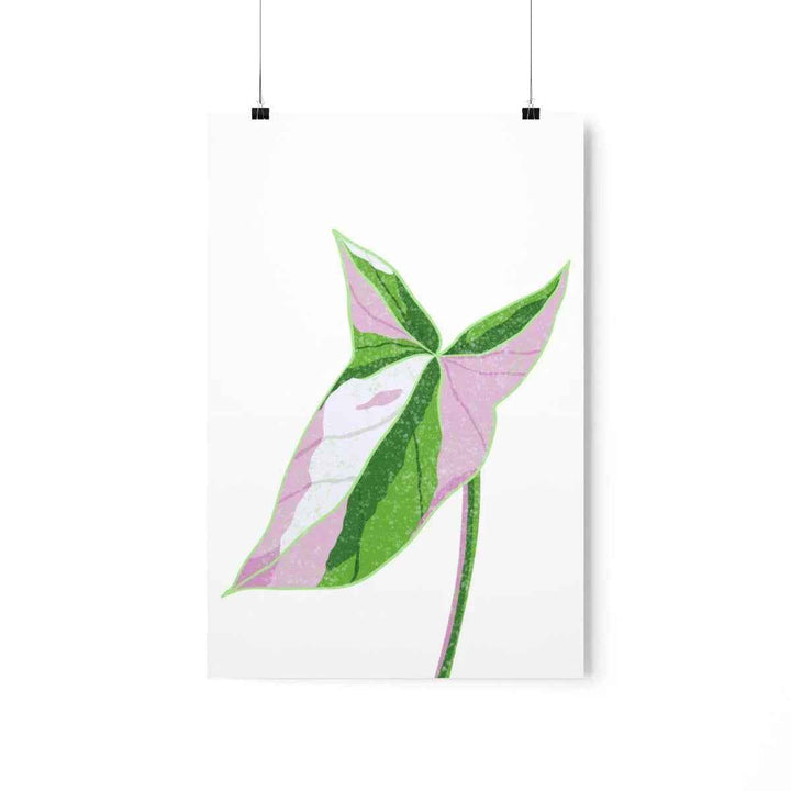 Syngonium Tricolor Print – Botanical Wall Art | Variegated Leaf Poster Unframed - The Potted Pixel