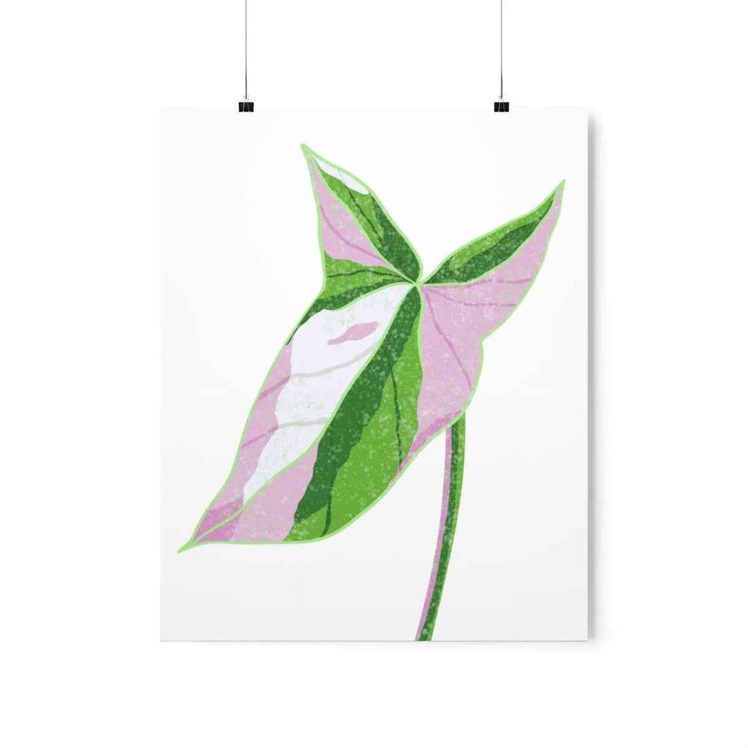 Syngonium Tricolor Print – Botanical Wall Art | Variegated Leaf Poster Unframed - The Potted Pixel