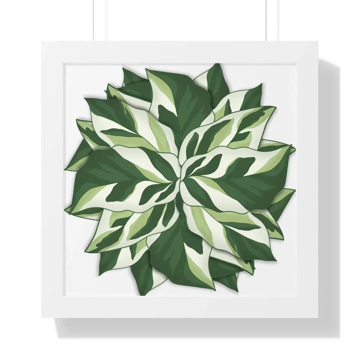 Calathea White Fusion Framed Print, Poster, Laura Christine Photography & Design, Bottle, Calathea, Canvas Bag, Coffee, Drinkware, Framed, Home & Living, Indoor, Paper, Posters, Prayer Plant, Reusable, Shopping Bag, Tea, Tote Bag, Travel, Tumbler, Water, White Fusion, Laura Christine Photography & Design, laurachristinedesign.com