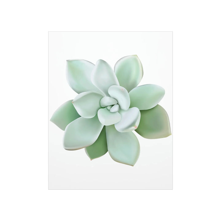 Succulent Wall Art Pachyveria Haagei Botanical Poster on Museum Grade Paper for Calm Home Decor