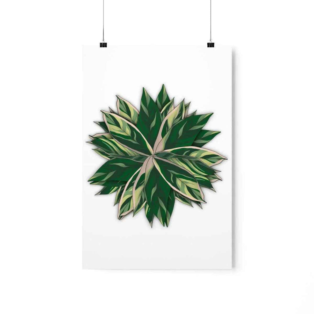 Stromanthe Triostar Print – Tropical Wall Art | Botanical Poster on Museum Grade Paper Unframed - The Potted Pixel
