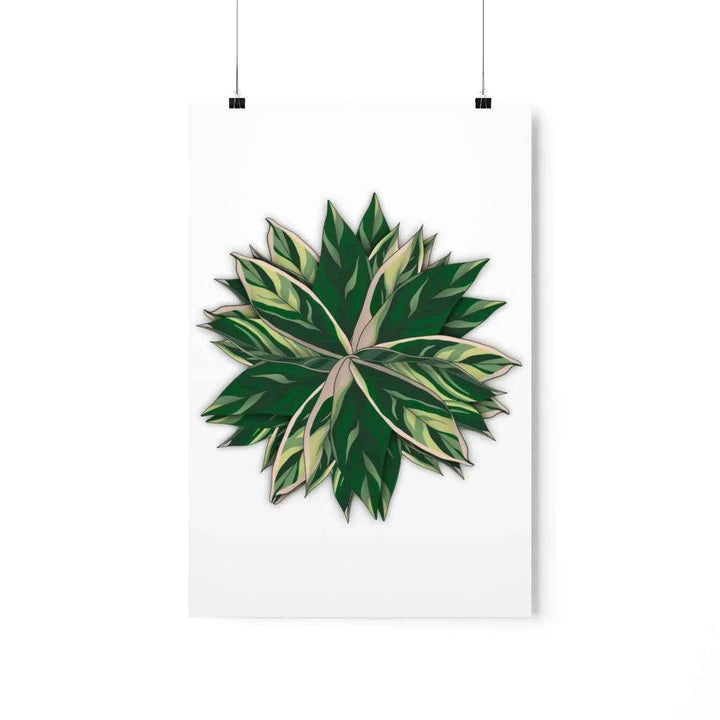 Stromanthe Triostar Print – Tropical Wall Art | Botanical Poster on Museum Grade Paper Unframed - The Potted Pixel