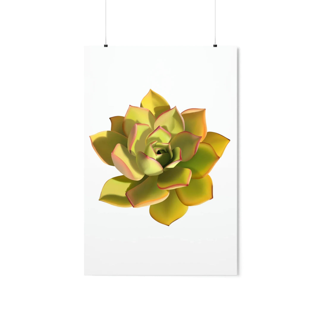 Noble Aeonium Print Vibrant Succulent Wall Art on Museum Grade Paper Poster Unframed