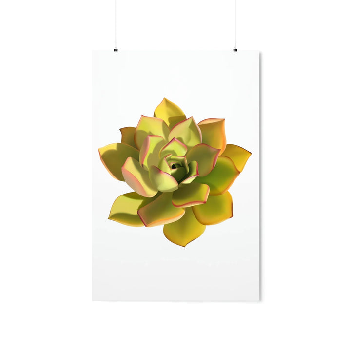 Noble Aeonium Print Vibrant Succulent Wall Art on Museum Grade Paper Poster Unframed