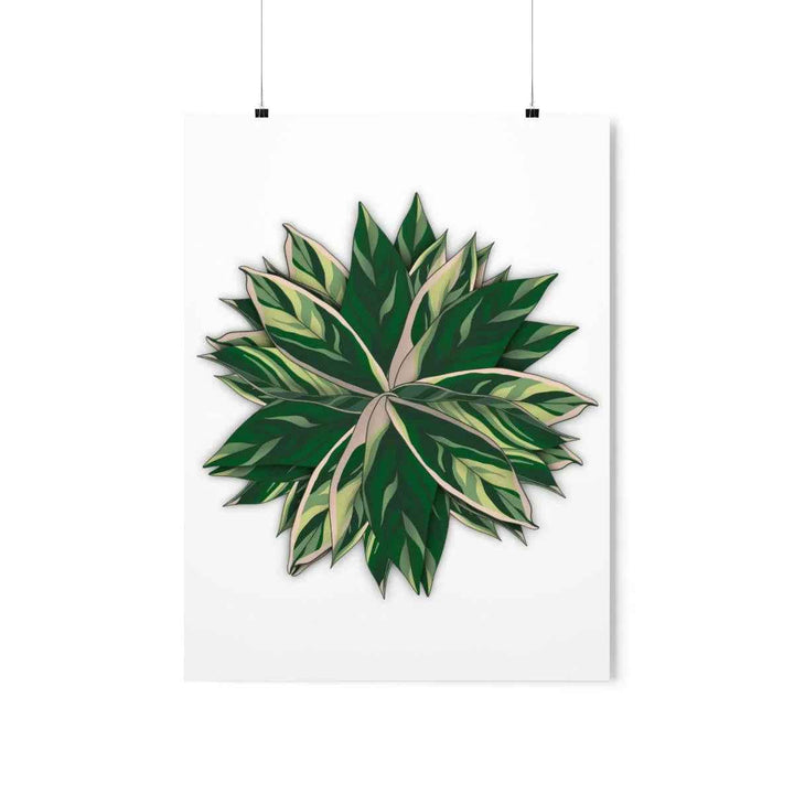 Stromanthe Triostar Print – Tropical Wall Art | Botanical Poster on Museum Grade Paper Unframed - The Potted Pixel