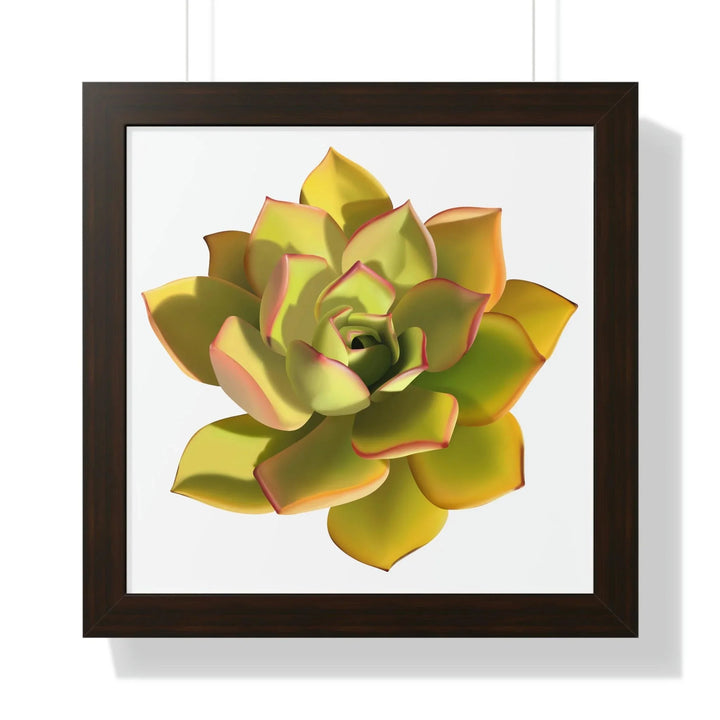 Noble Aeonium Succulent Framed Print, Poster, Printify, Framed, Home & Living, Indoor, Paper, Posters, Laura Christine Photography & Design, laurachristinedesign.com
