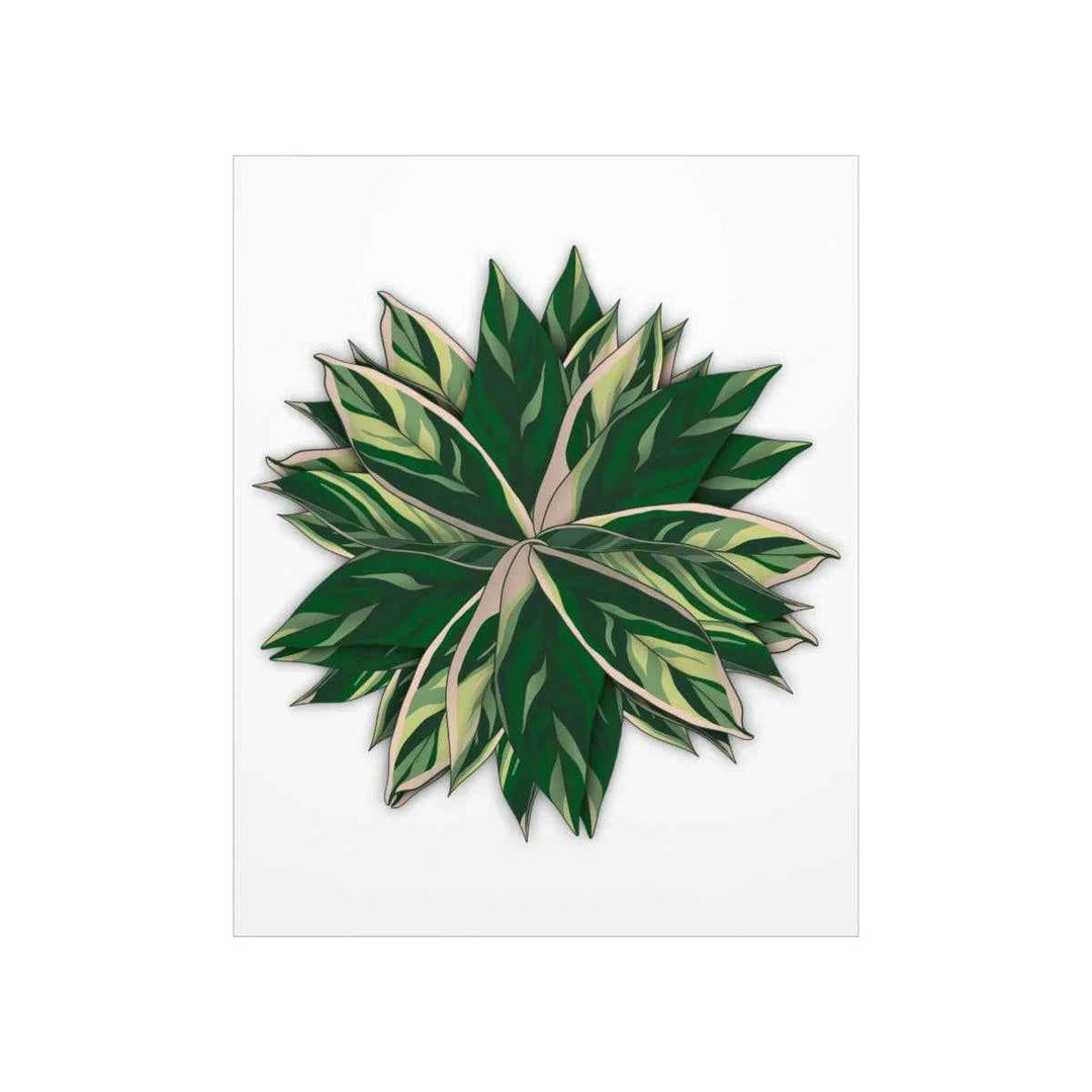 Stromanthe Triostar Print – Tropical Wall Art | Botanical Poster on Museum Grade Paper Unframed - The Potted Pixel