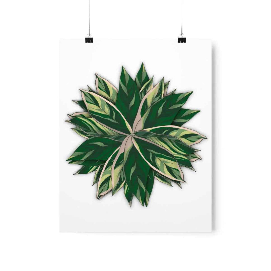 Stromanthe Triostar Print – Tropical Wall Art | Botanical Poster on Museum Grade Paper Unframed - The Potted Pixel