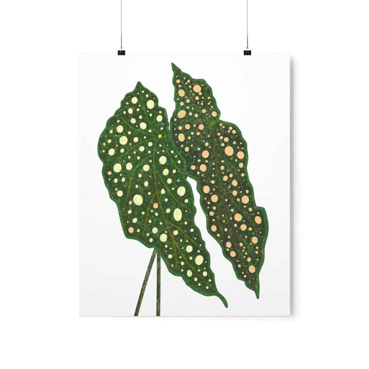 Begonia Maculata Print - Botanical Wall Art on Museum Grade Paper | Matte Finish Unframed - The Potted Pixel