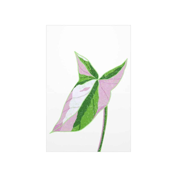 Syngonium Tricolor Print – Botanical Wall Art | Variegated Leaf Poster Unframed - The Potted Pixel