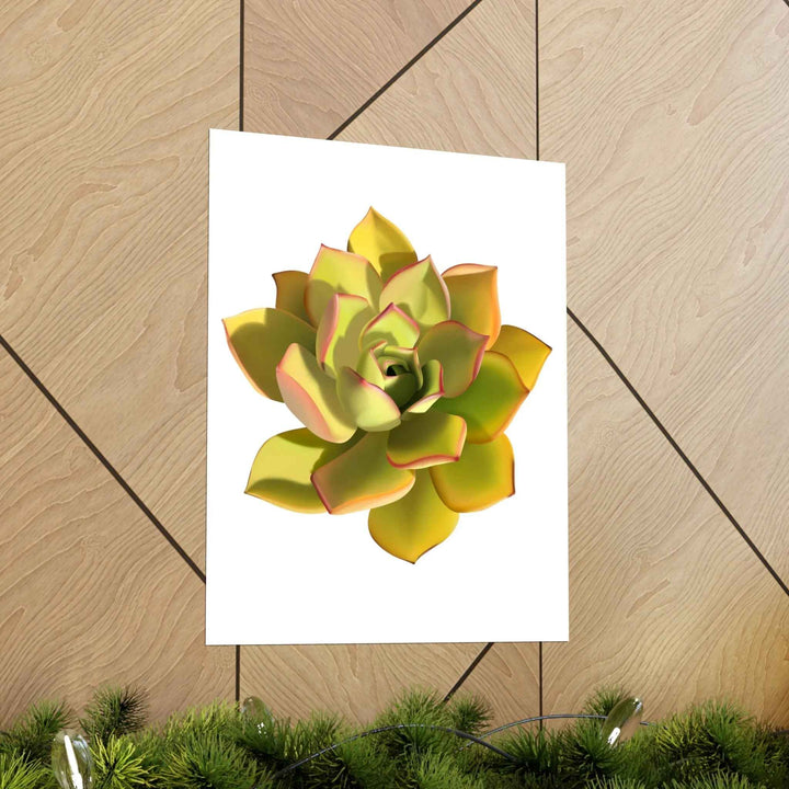 POS Aeonium Print