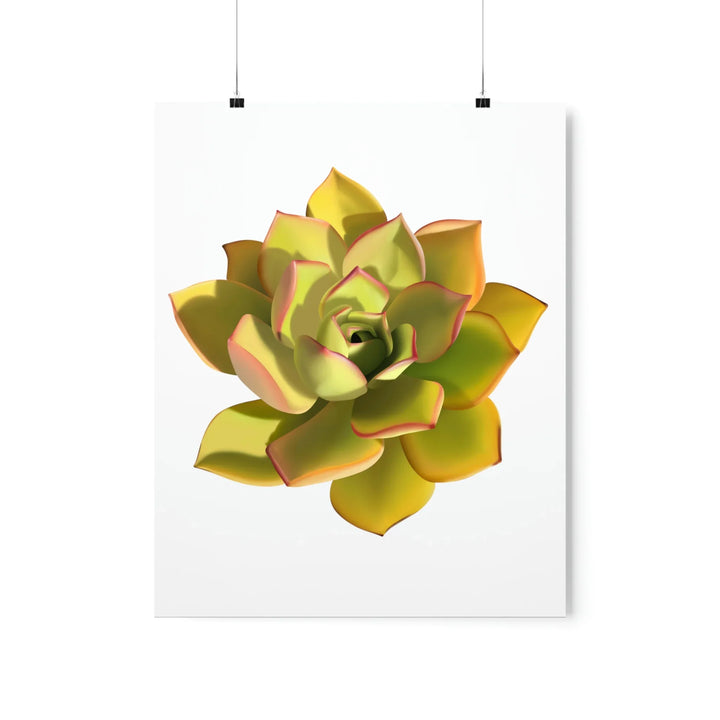 Noble Aeonium Print Vibrant Succulent Wall Art on Museum Grade Paper Poster Unframed