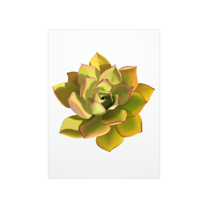 Noble Aeonium Print Vibrant Succulent Wall Art on Museum Grade Paper Poster Unframed