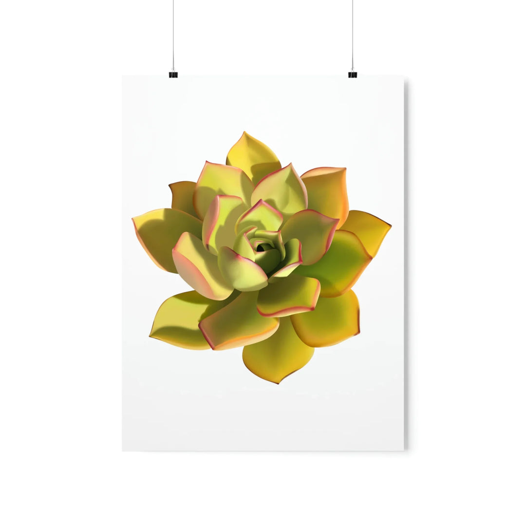 Noble Aeonium Print Vibrant Succulent Wall Art on Museum Grade Paper Poster Unframed