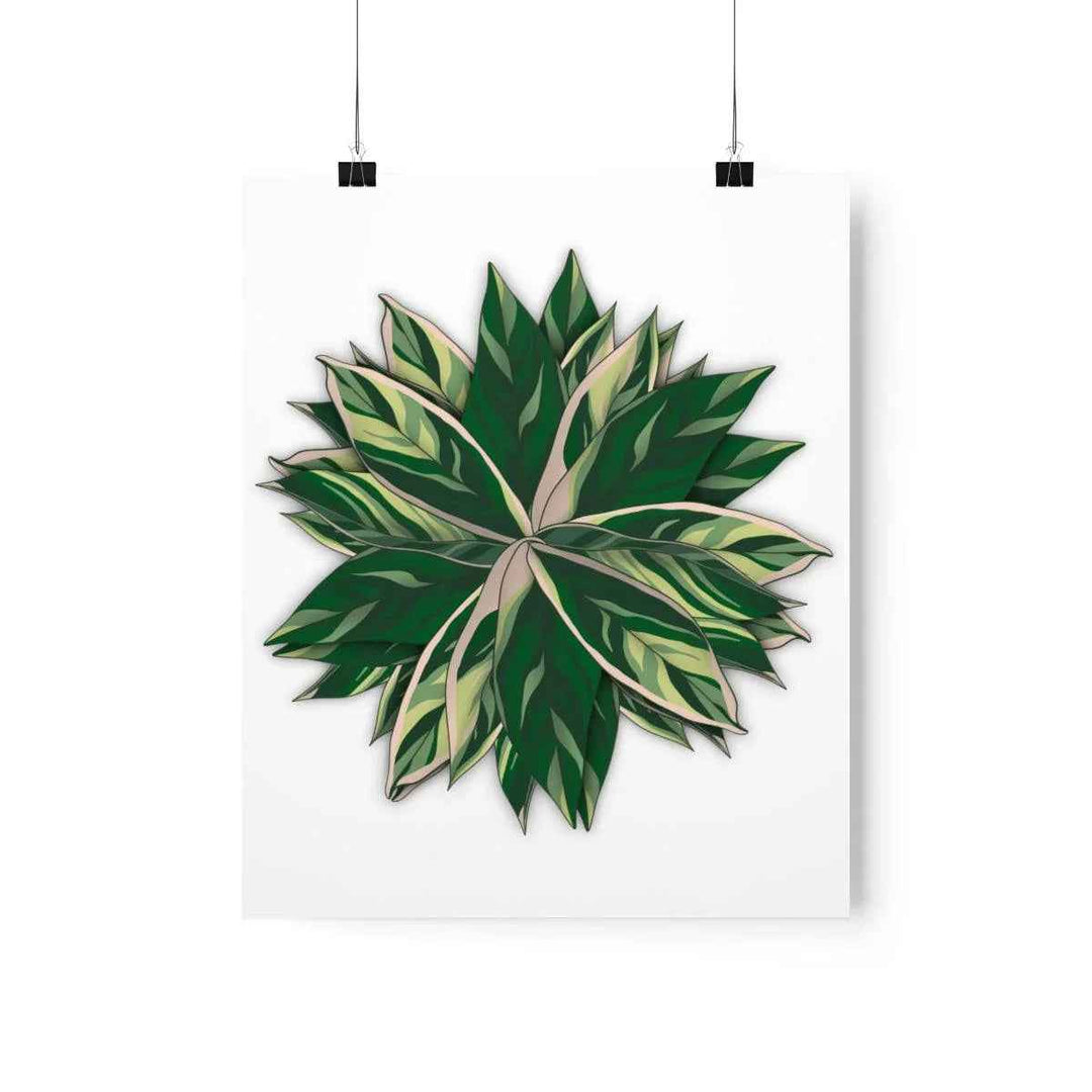 Stromanthe Triostar Print – Tropical Wall Art | Botanical Poster on Museum Grade Paper Unframed - The Potted Pixel