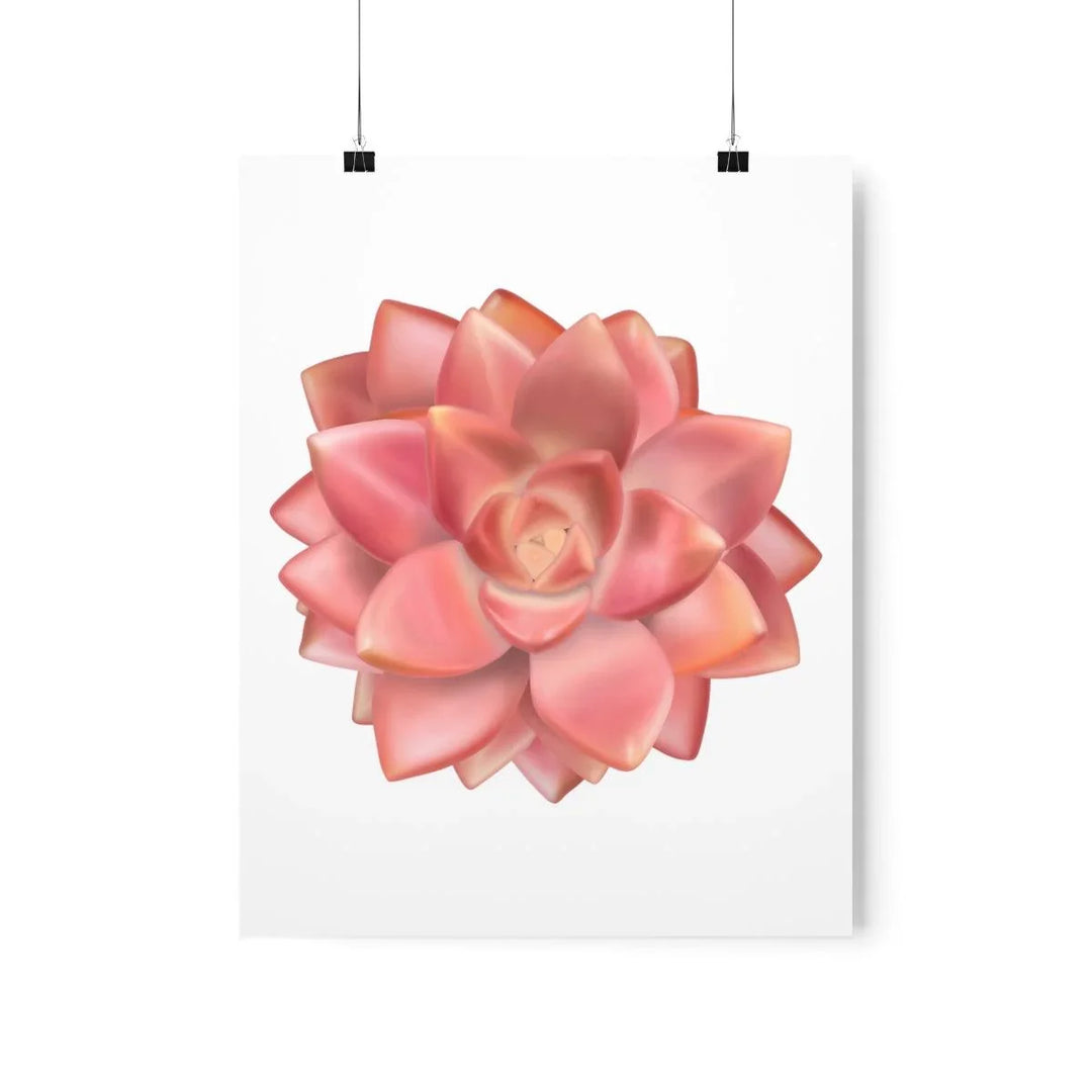 Graptosedum 'California Sunset'  Succulent Print, Poster, Laura Christine Photography & Design, Back to School, Home & Living, Indoor, Matte, Paper, Posters, Valentine's Day promotion, Laura Christine Photography & Design, laurachristinedesign.com