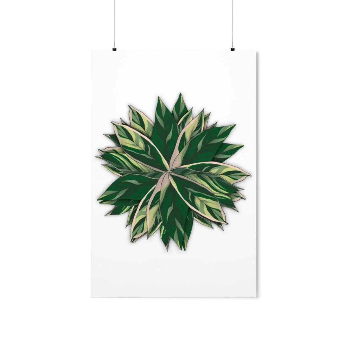 Stromanthe Triostar Print – Tropical Wall Art | Botanical Poster on Museum Grade Paper Unframed - The Potted Pixel