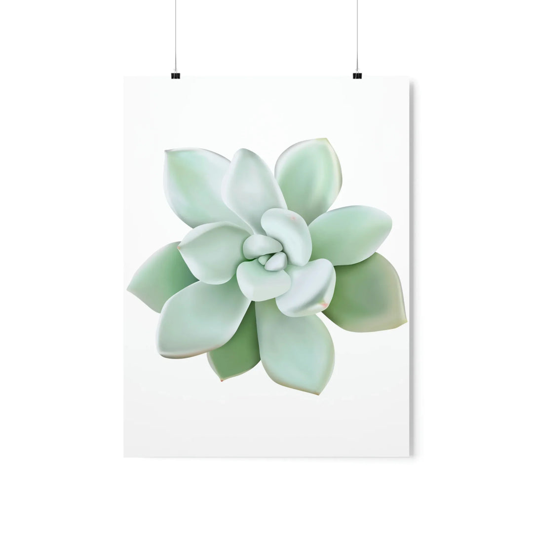 Succulent Wall Art Pachyveria Haagei Botanical Poster on Museum Grade Paper for Calm Home Decor