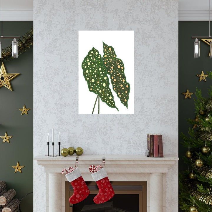 Begonia Maculata Print - Botanical Wall Art on Museum Grade Paper | Matte Finish Unframed - The Potted Pixel